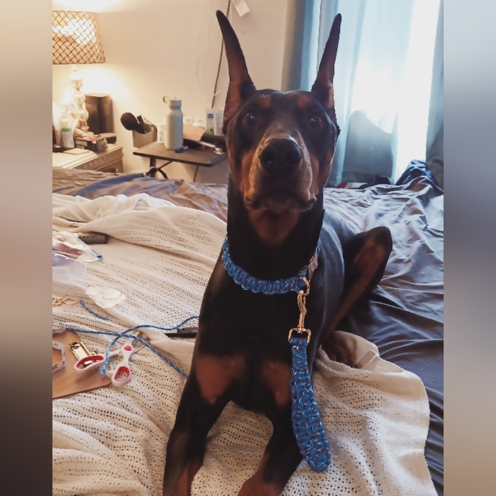 Blue Braided Dog Leash